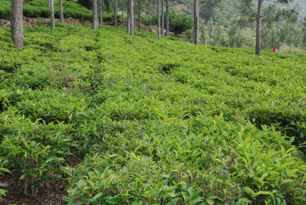 Relaxing 2 B/R Estate House, Deenaty, Tamil Nadu كويمباتور المظهر الخارجي الصورة